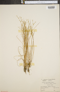 Juncus pelocarpus image